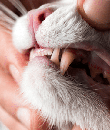 cat teeth cleaning dallas