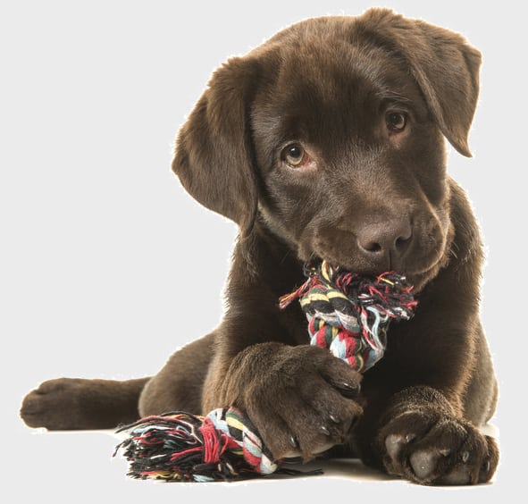 puppy chewing rope toy