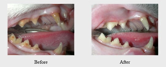 before and after pet oral surgery