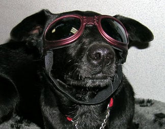 dog wearing goggles