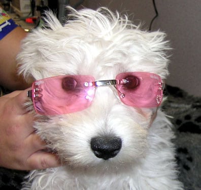 dog wearing pink goggles
