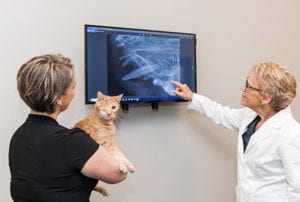 vet showing a cat x-ray to owner