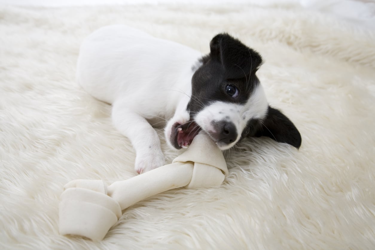 puppy chewing bone